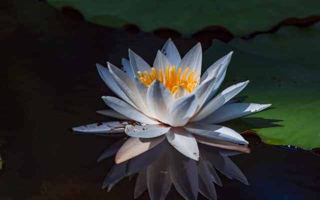 A single lotus flower